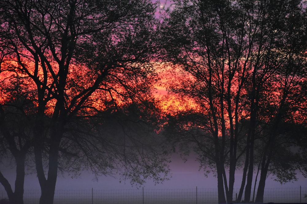 brown trees under purple sky