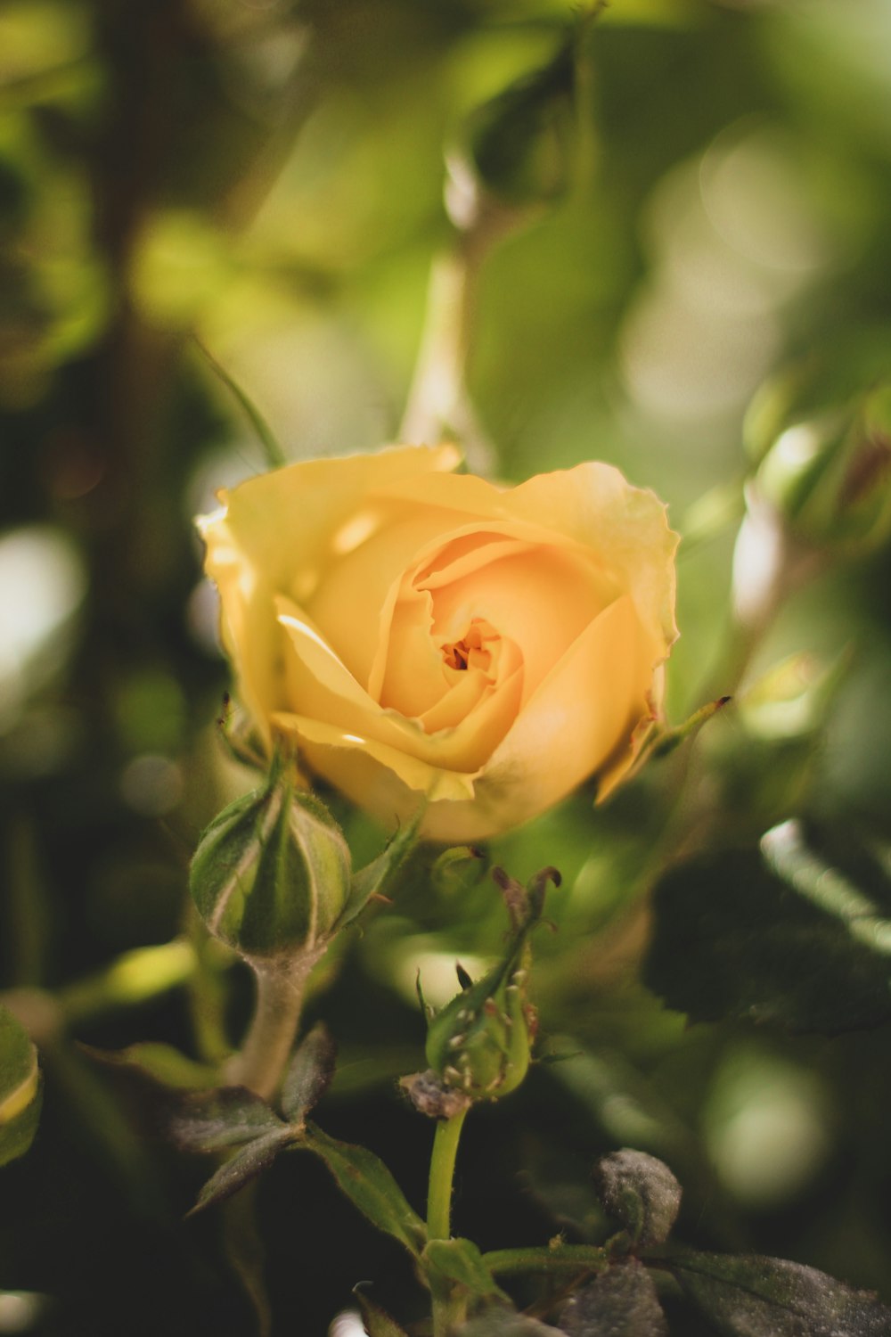 rosa amarilla en flor durante el día