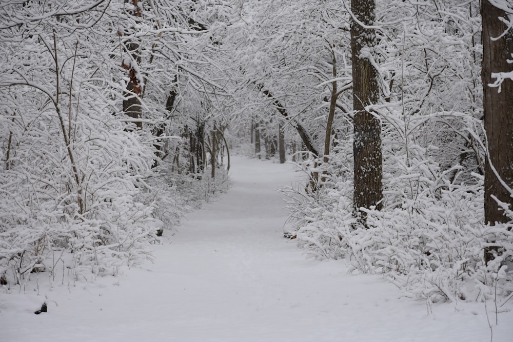 昼間、雪に覆われた地面を歩く赤いジャケットを着た人