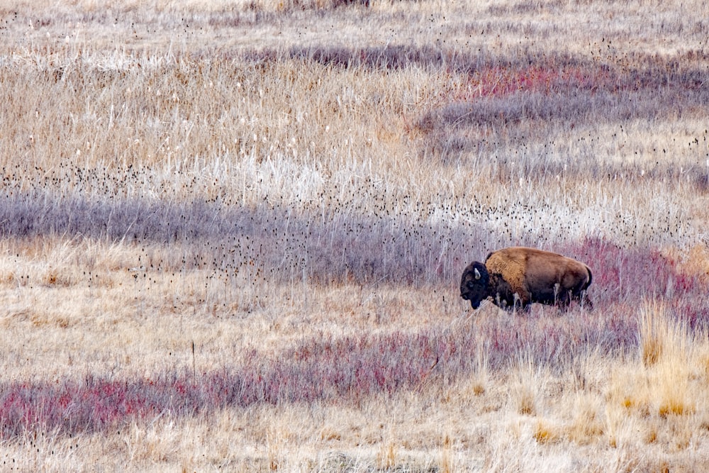 brown animal on green grass field during daytime