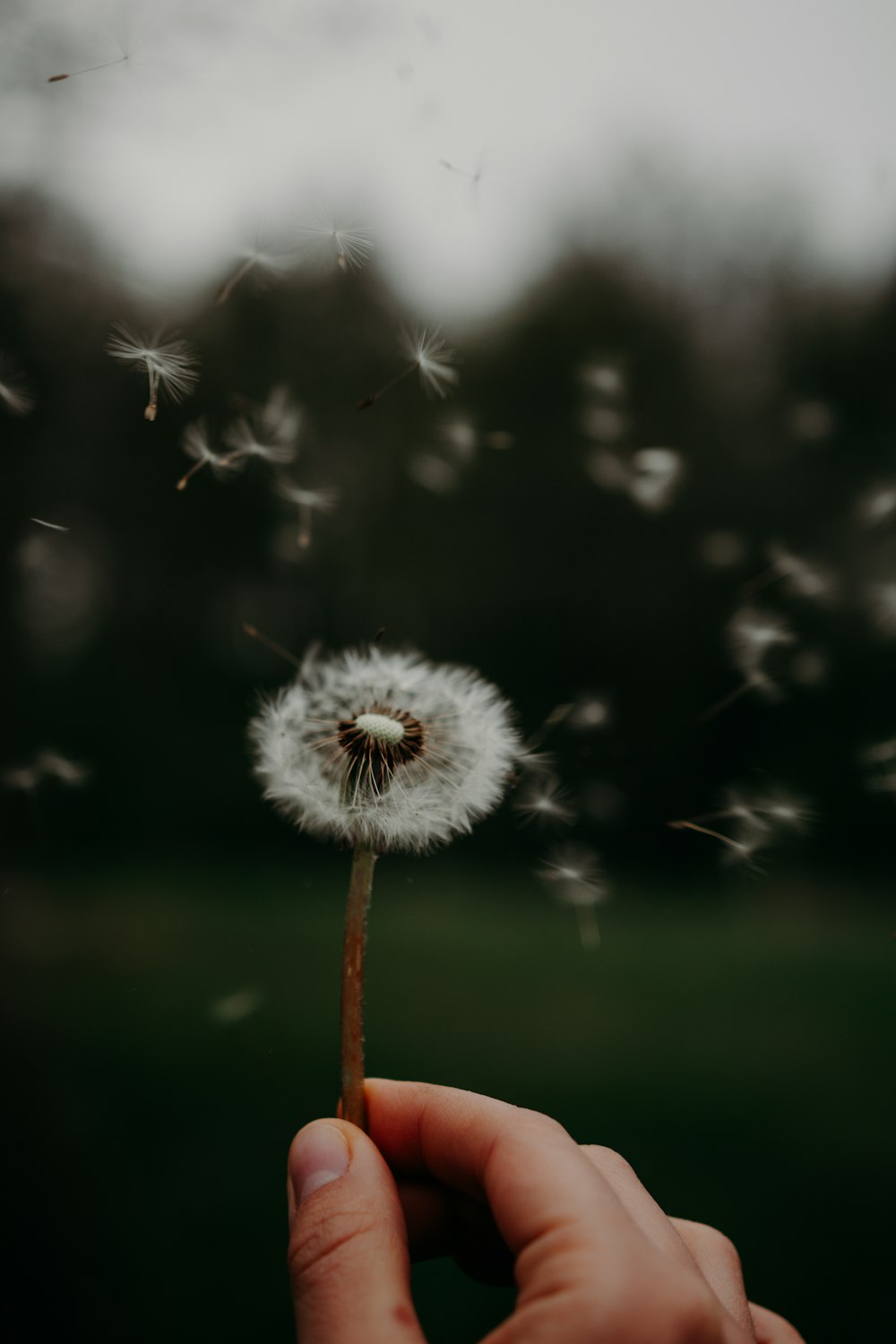 white dandelion in close up photography