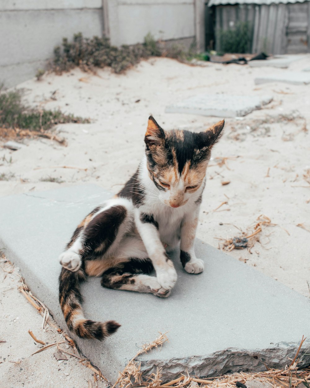 calico cat lying on white sand during daytime