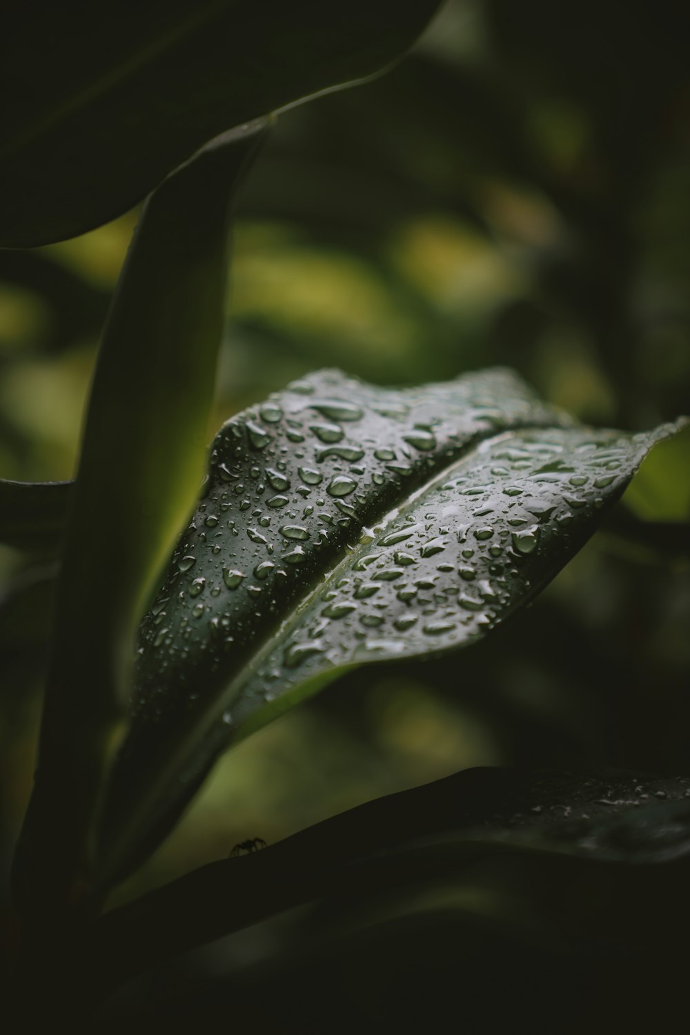 water droplets on green leaf