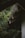 Raindrops fall from an angled corrugated metal roof surrounded by lush green foliage. The area appears quiet and serene, with droplets visibly tracing lines as they descend. The greenery is dense, enveloping the structure and adding to the tranquil atmosphere.