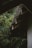 Raindrops fall from an angled corrugated metal roof surrounded by lush green foliage. The area appears quiet and serene, with droplets visibly tracing lines as they descend. The greenery is dense, enveloping the structure and adding to the tranquil atmosphere.
