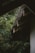 Raindrops fall from an angled corrugated metal roof surrounded by lush green foliage. The area appears quiet and serene, with droplets visibly tracing lines as they descend. The greenery is dense, enveloping the structure and adding to the tranquil atmosphere.