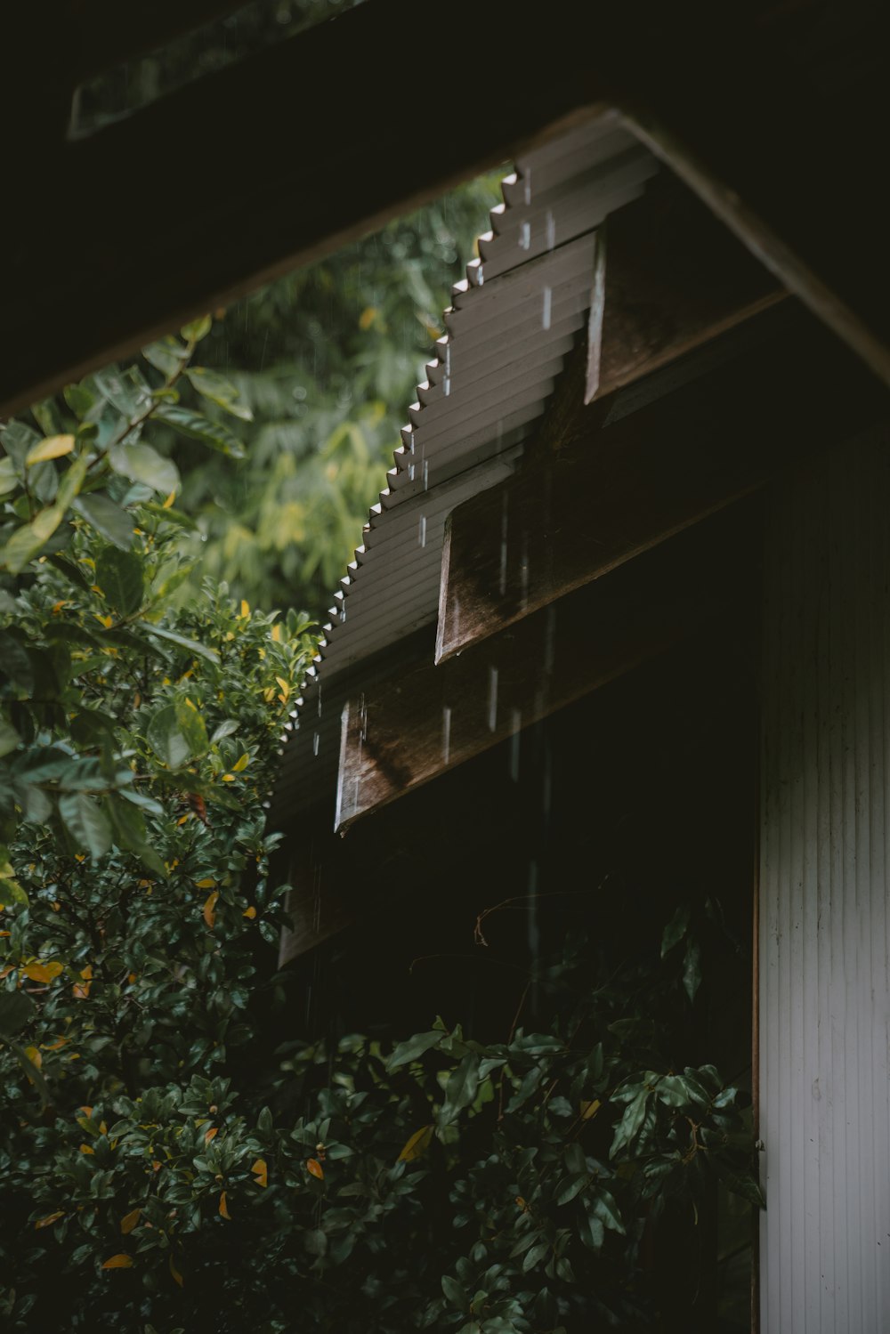 green plant beside brown wooden wall