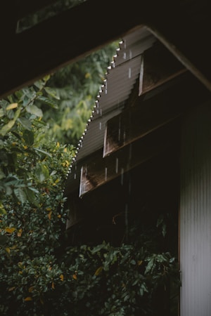 Raindrops fall from an angled corrugated metal roof surrounded by lush green foliage. The area appears quiet and serene, with droplets visibly tracing lines as they descend. The greenery is dense, enveloping the structure and adding to the tranquil atmosphere.