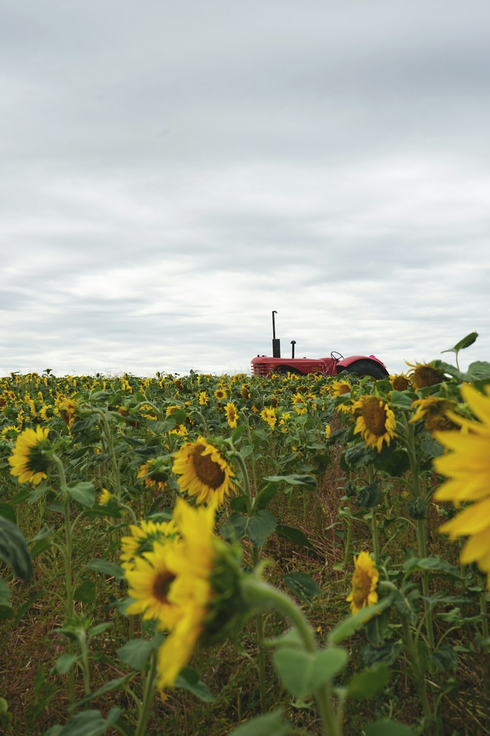 champ de tournesol sous ciel nuageux pendant la journée