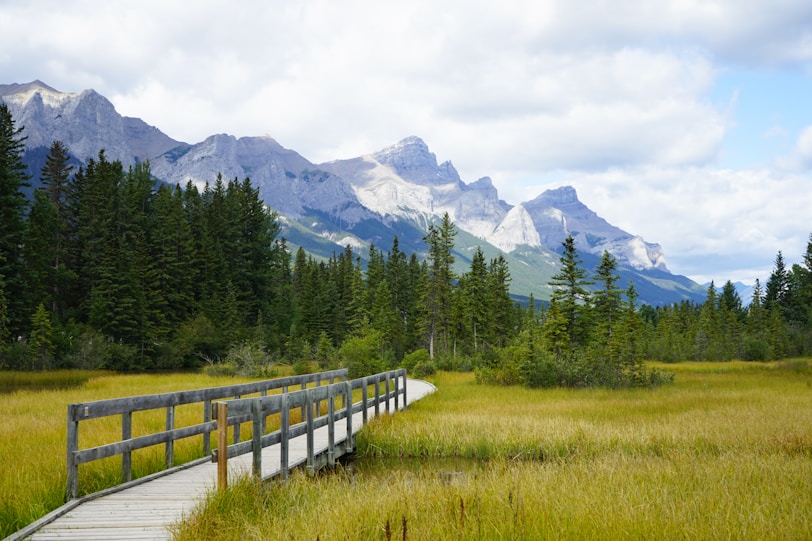 green grass field near green trees and mountain under white clouds and blue sky during daytime