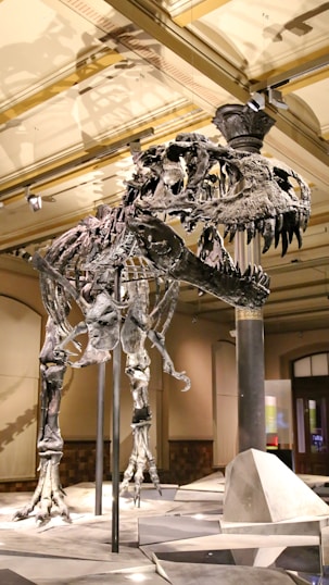 A large dinosaur skeleton is displayed inside a museum. The skeleton is prominently positioned in the center of the room and features detailed and well-preserved bones. The surrounding environment includes a high ceiling with several lights and architectural elements.