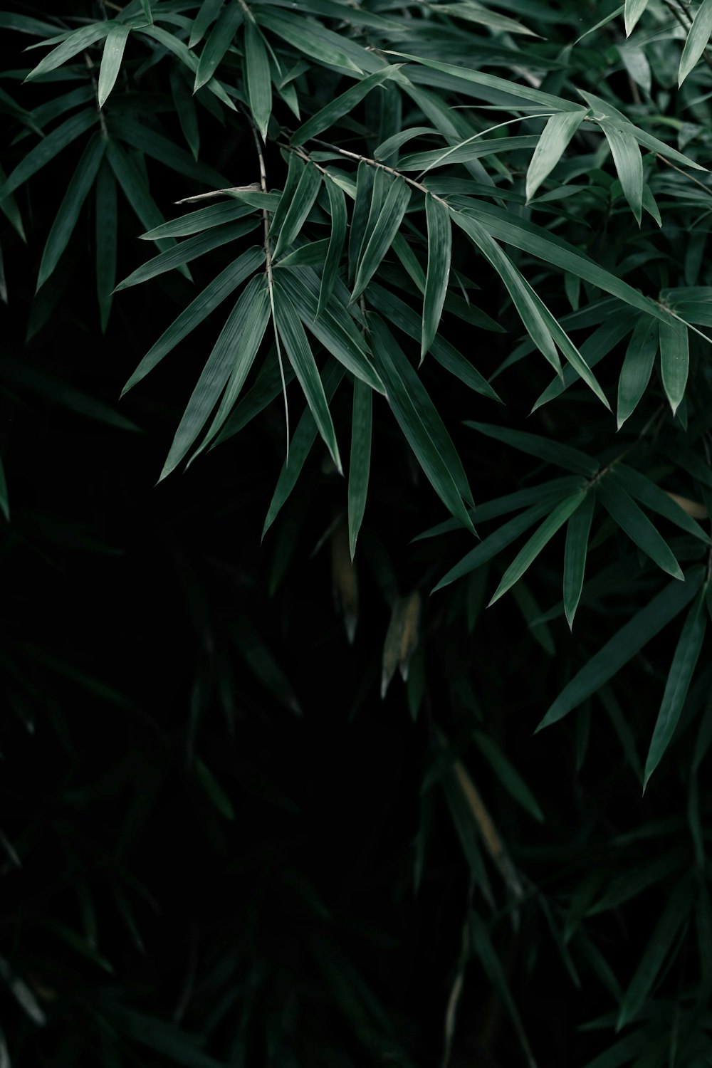 green leaves in close up photography