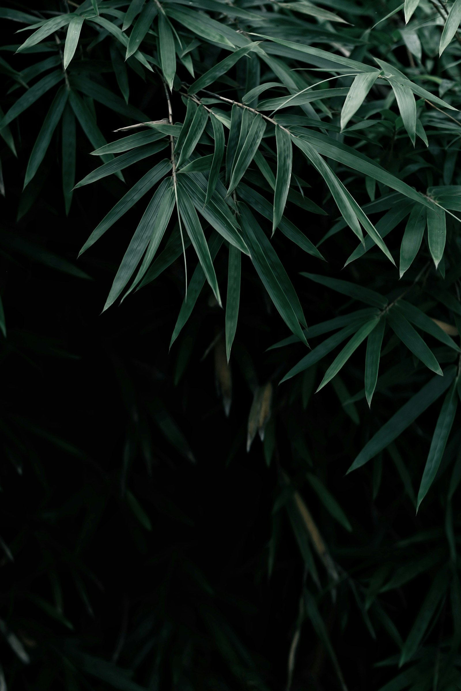 Sony a6000 + Sigma 56mm F1.4 DC DN | C sample photo. Green leaves in close photography