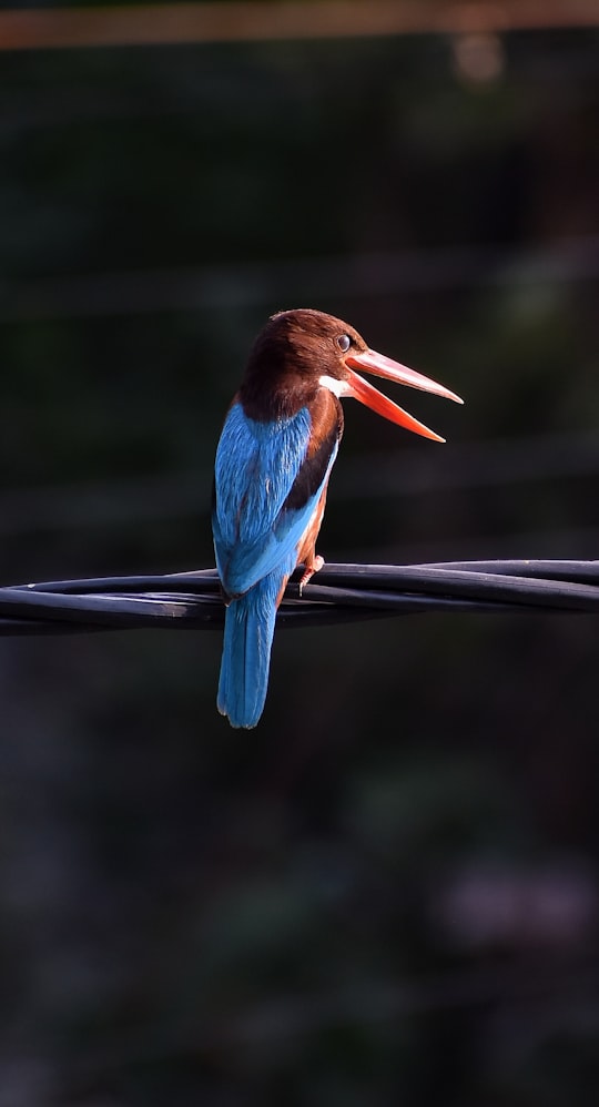 blue and brown bird on brown tree branch in Khardaha India