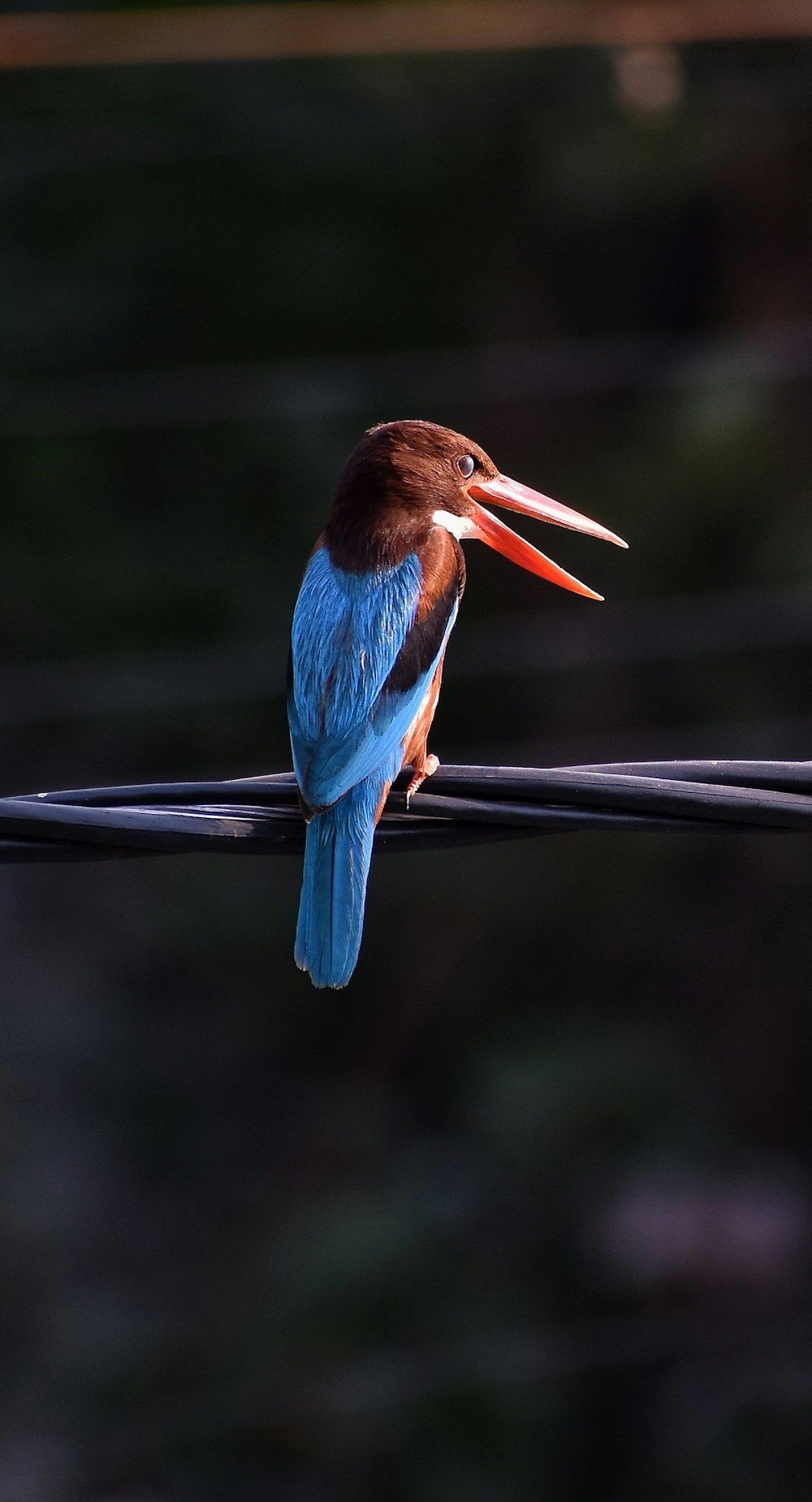 blue and brown bird on brown tree branch