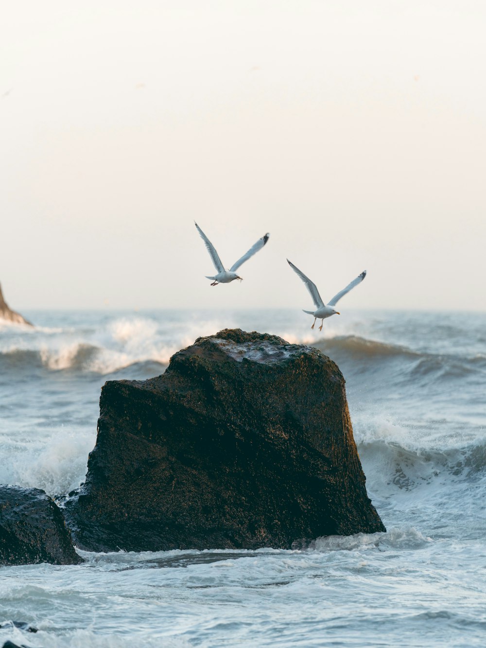 schwarz-weiße Vögel, die tagsüber über das Meer fliegen