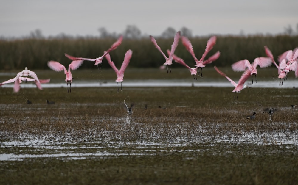 낮 동안 물에 분홍색 새들