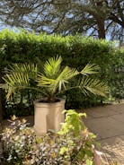 A large planter filled with a palm plant sits on a stone patio. The background features a lush green hedge and a tall tree, creating a serene garden setting. Sunlight casts shadows on the ground, highlighting the vibrant foliage.