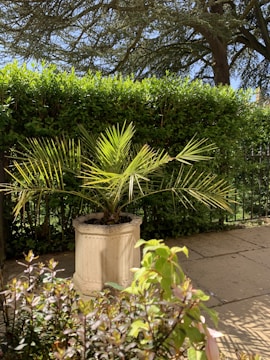 A large planter filled with a palm plant sits on a stone patio. The background features a lush green hedge and a tall tree, creating a serene garden setting. Sunlight casts shadows on the ground, highlighting the vibrant foliage.