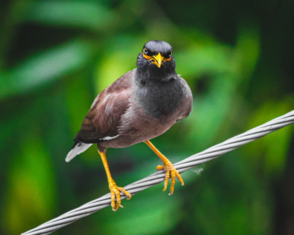 brown and black bird on white and yellow stick