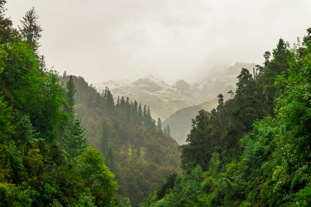 Tropical and subtropical coniferous forests photo spot Himachal Pradesh Himachal Pradesh