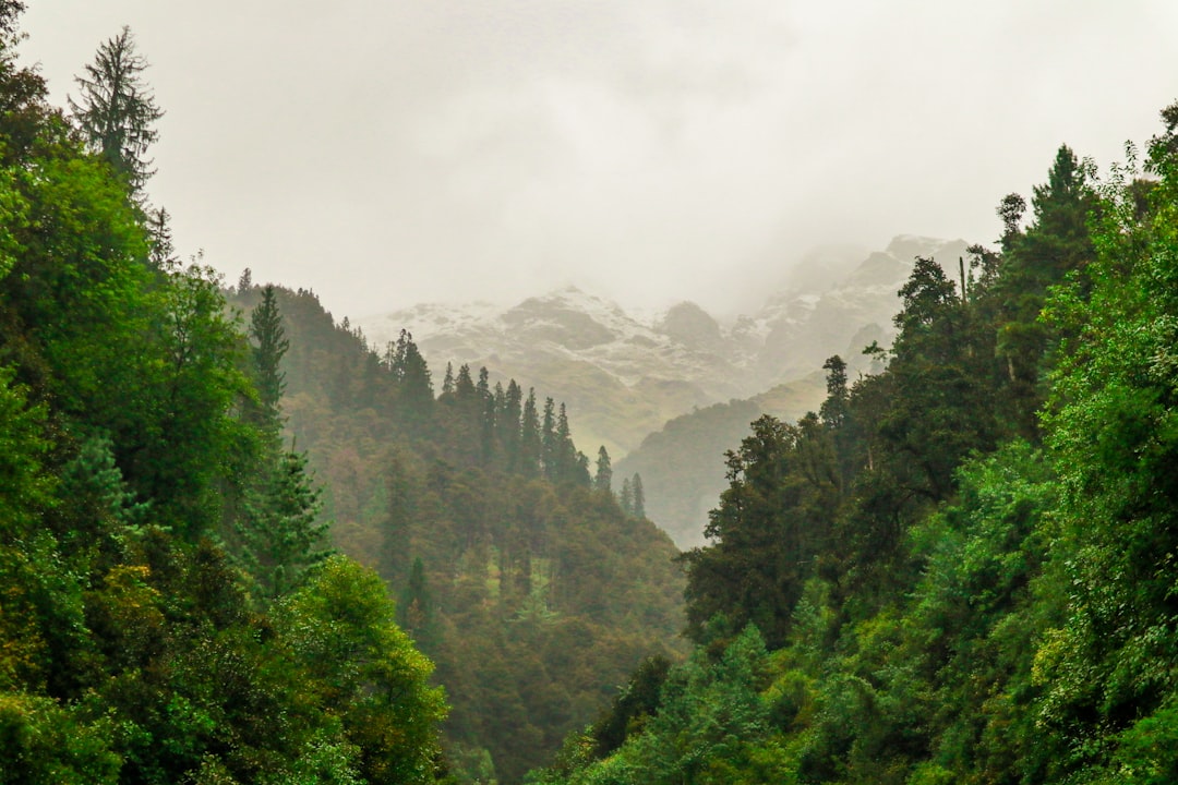 Tropical and subtropical coniferous forests photo spot Himachal Pradesh Kufri