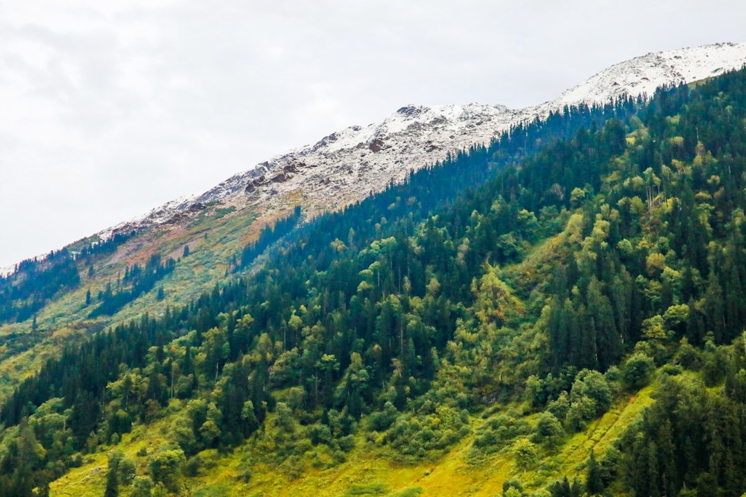 Tropical and subtropical coniferous forests photo spot Himachal Pradesh Kufri