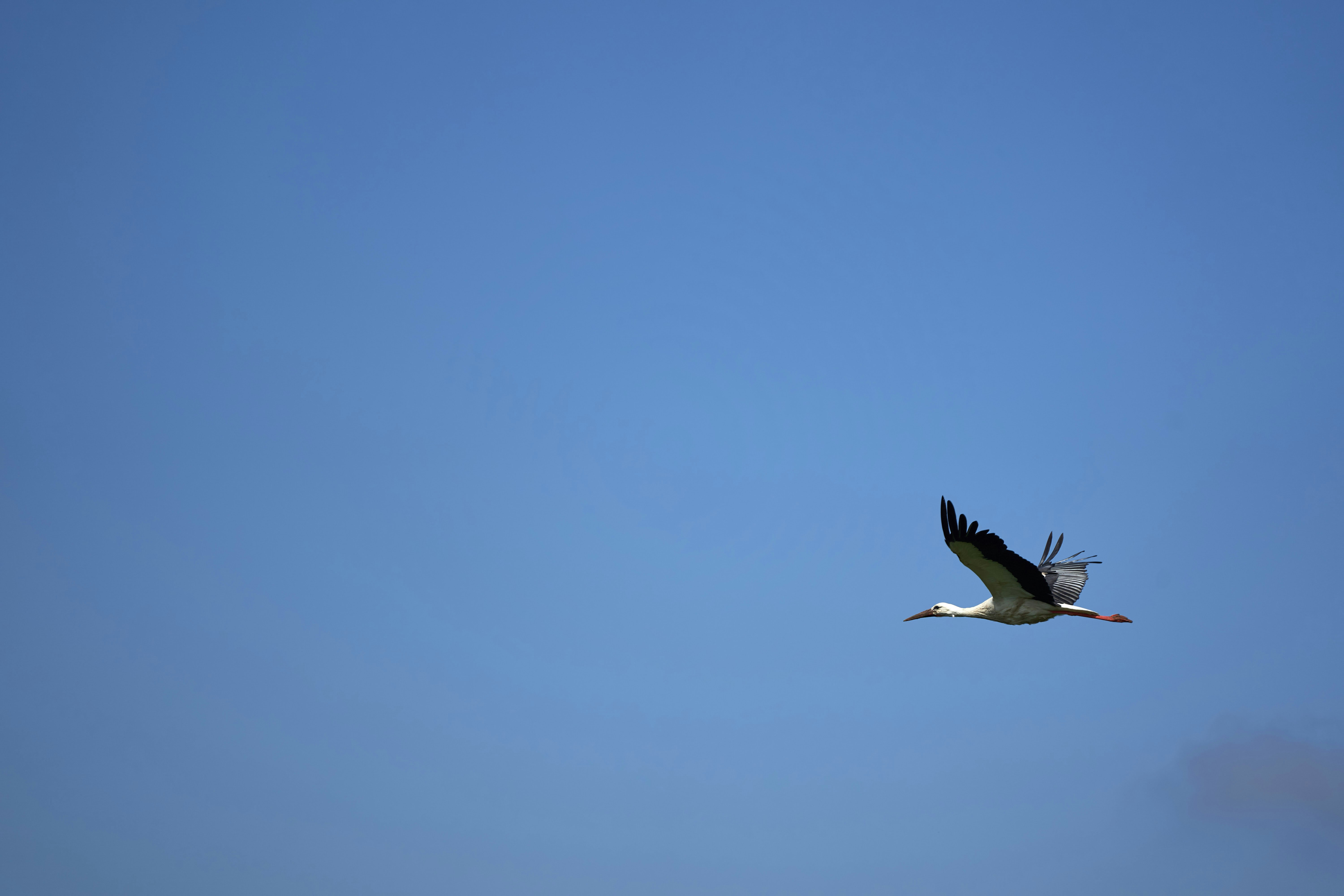 Photo by wolfgang_hasselmann