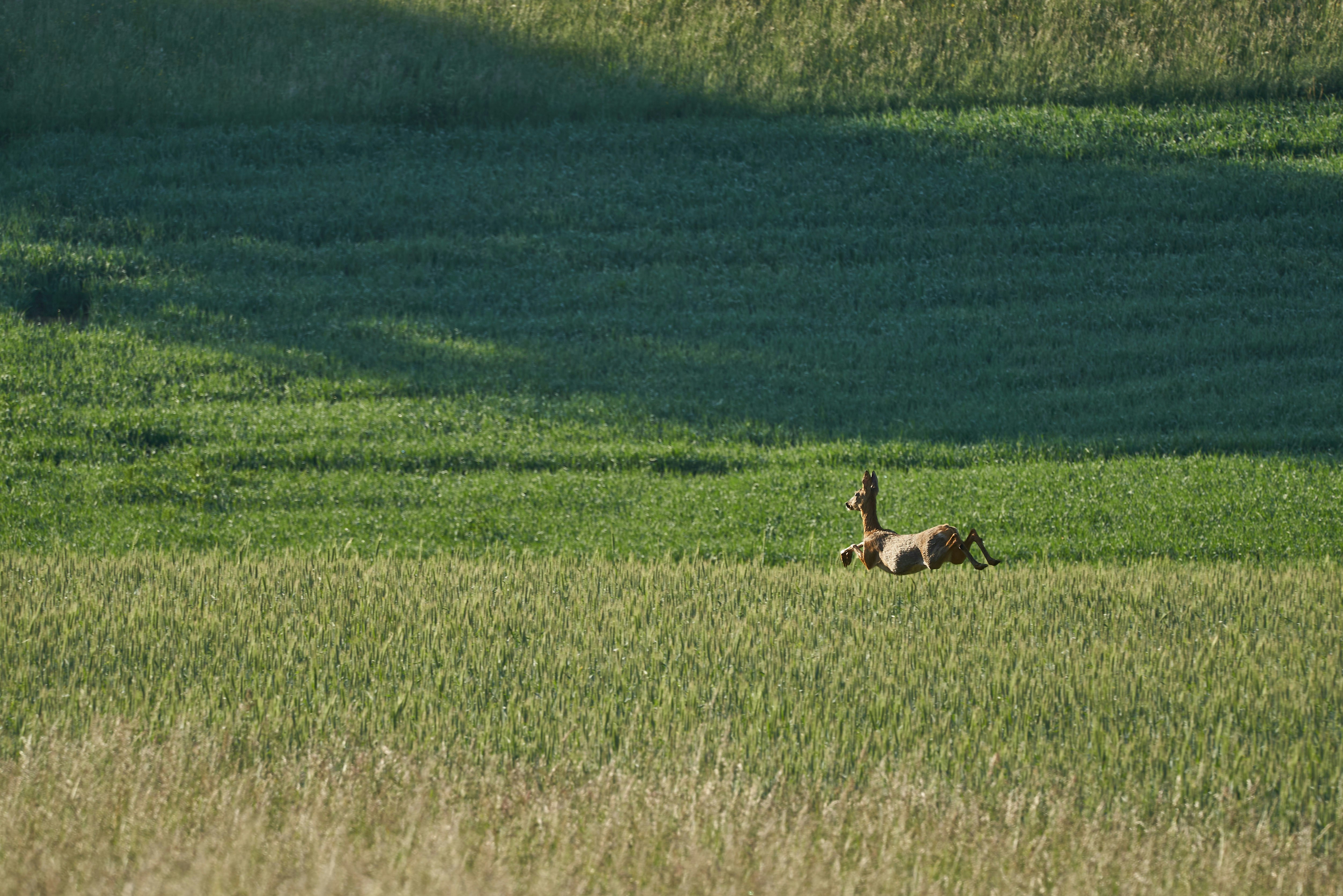 Photo by wolfgang_hasselmann