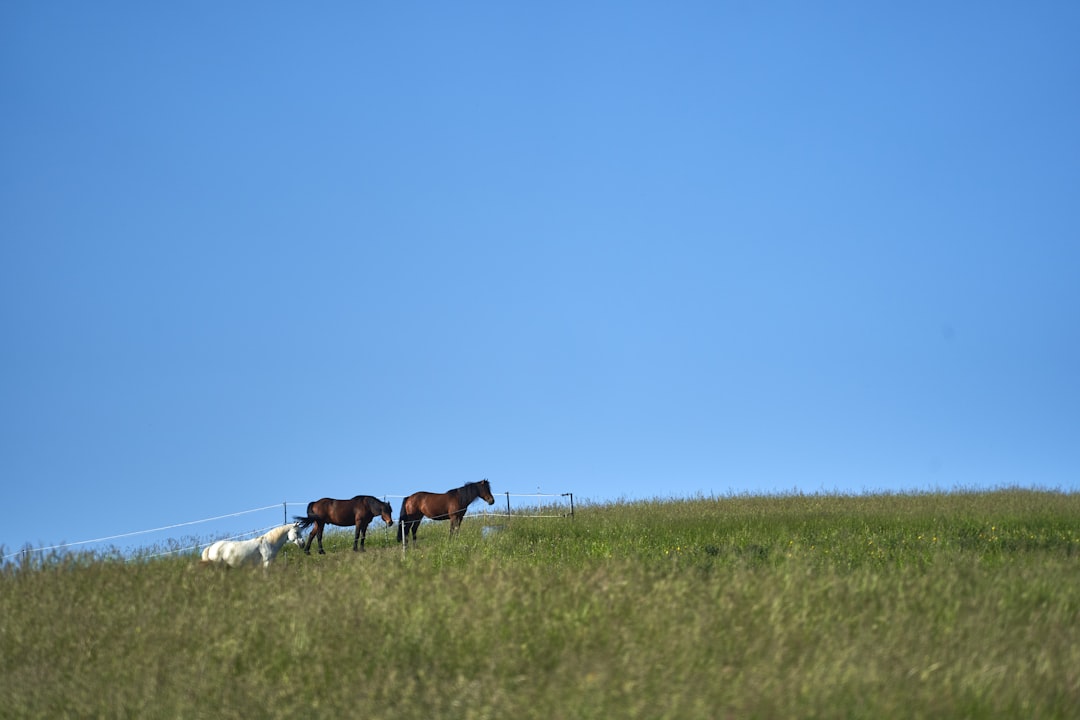 brown and white horses on green grass field under blue sky during daytime