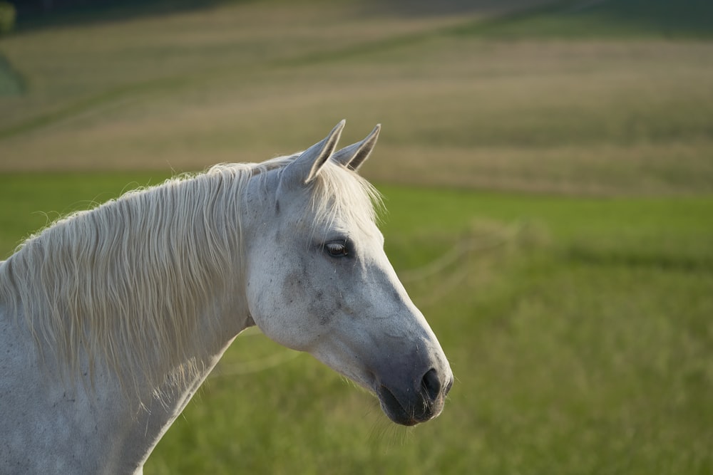 white horse on green grass field during daytime