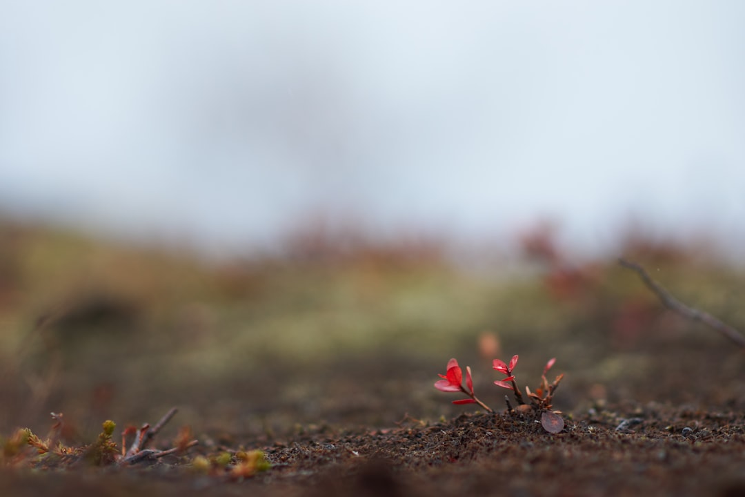 red flower on brown soil