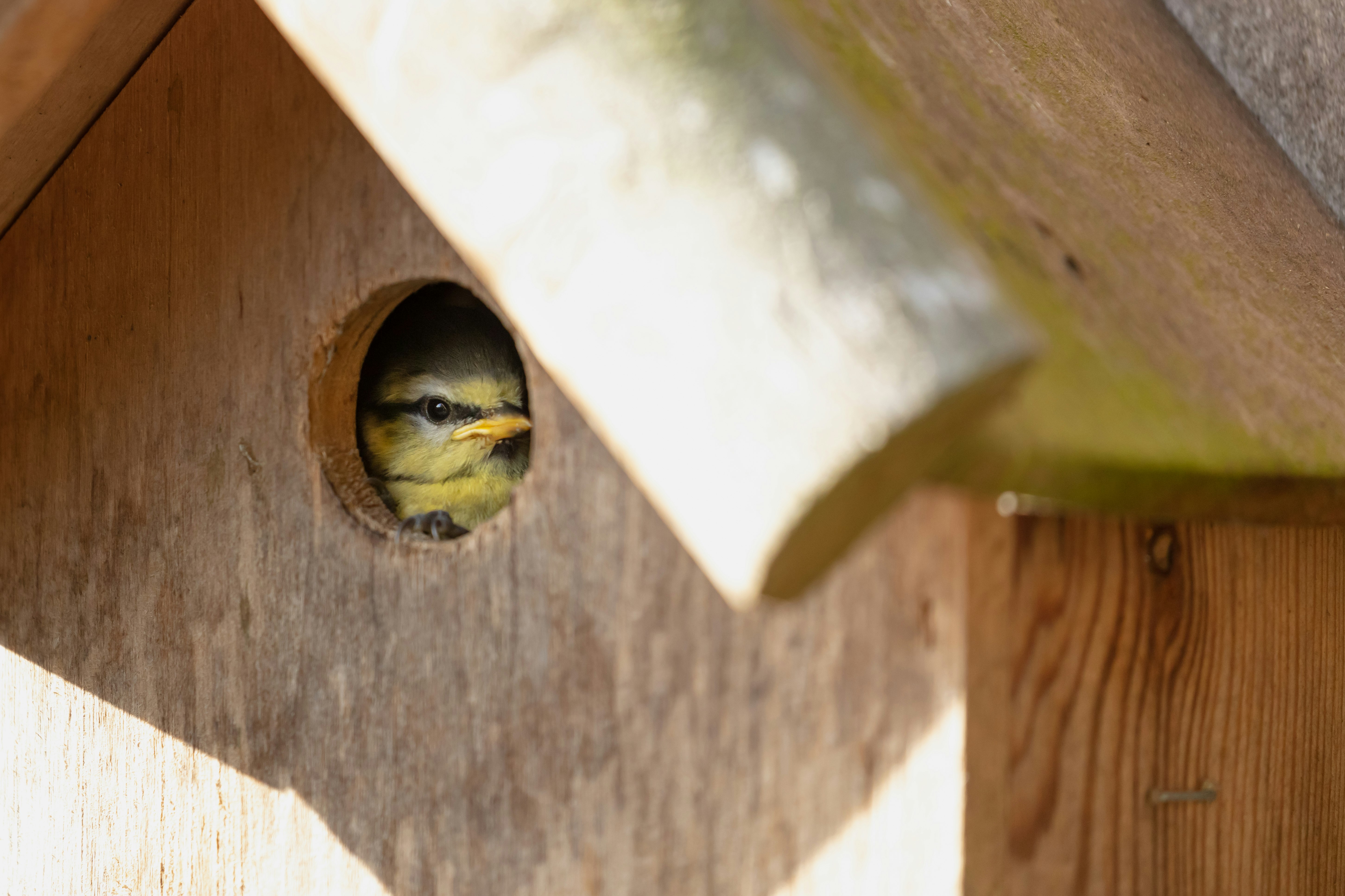 green and black bird on brown wooden hole