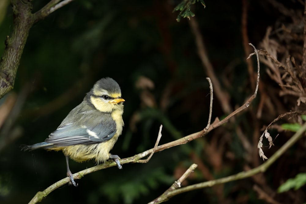 yellow and black bird on brown tree branch