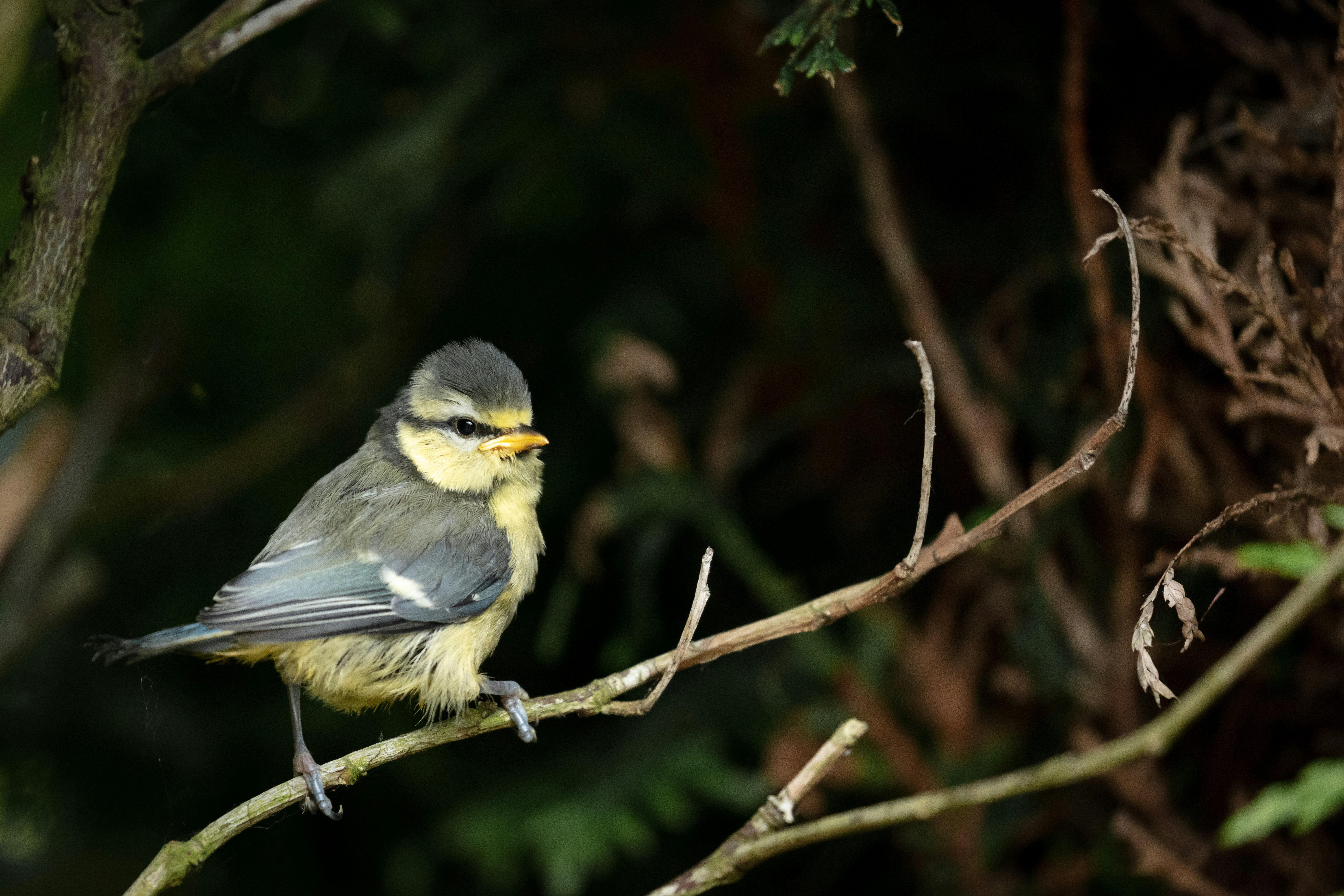 yellow and black bird on brown tree branch