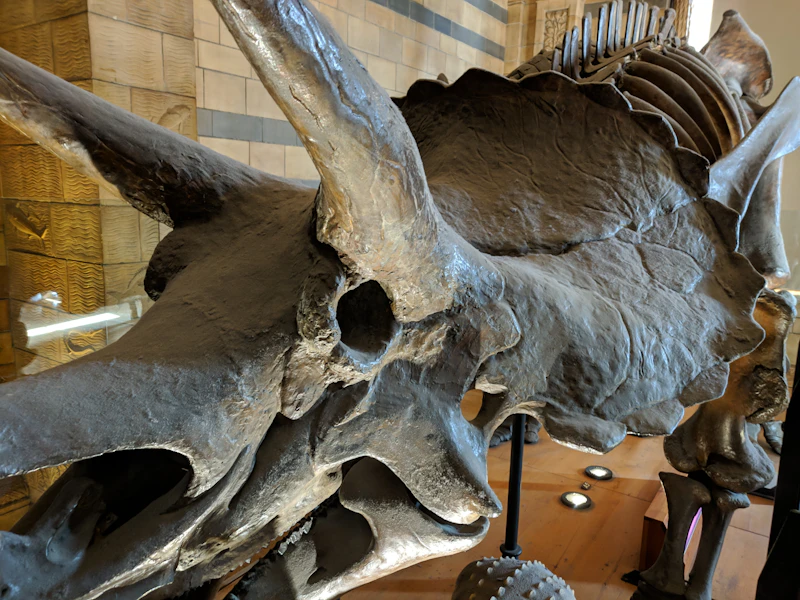 Fotografie: schelet de Triceratops la Muzeul de Istorie Naturală din Londra