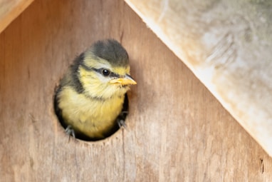 Fledgling blue tit