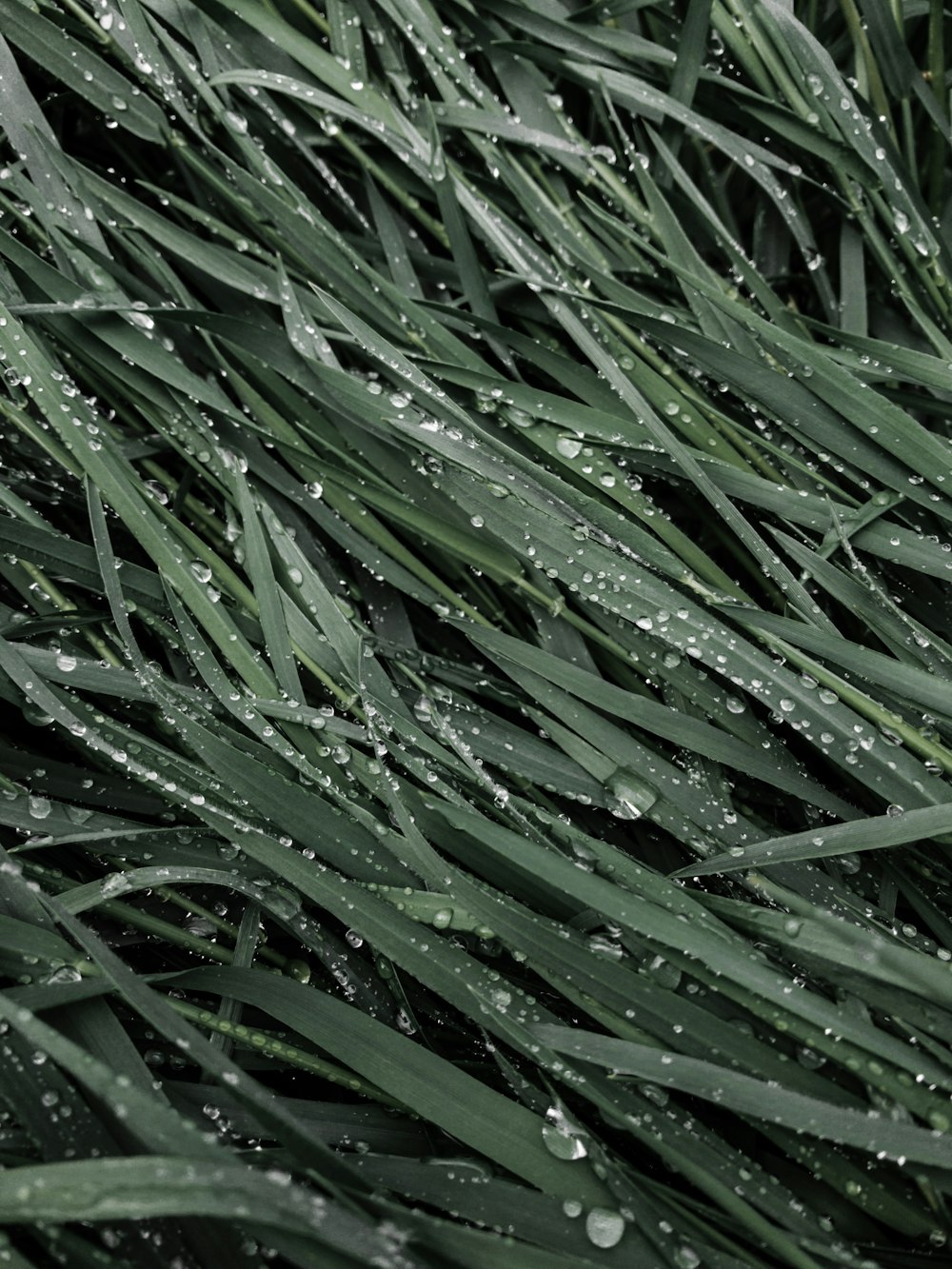 water droplets on green grass