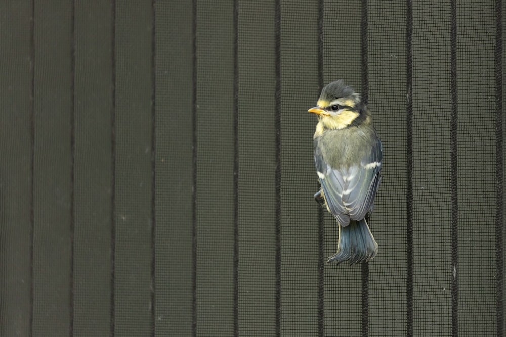 blue and yellow bird on black metal gate