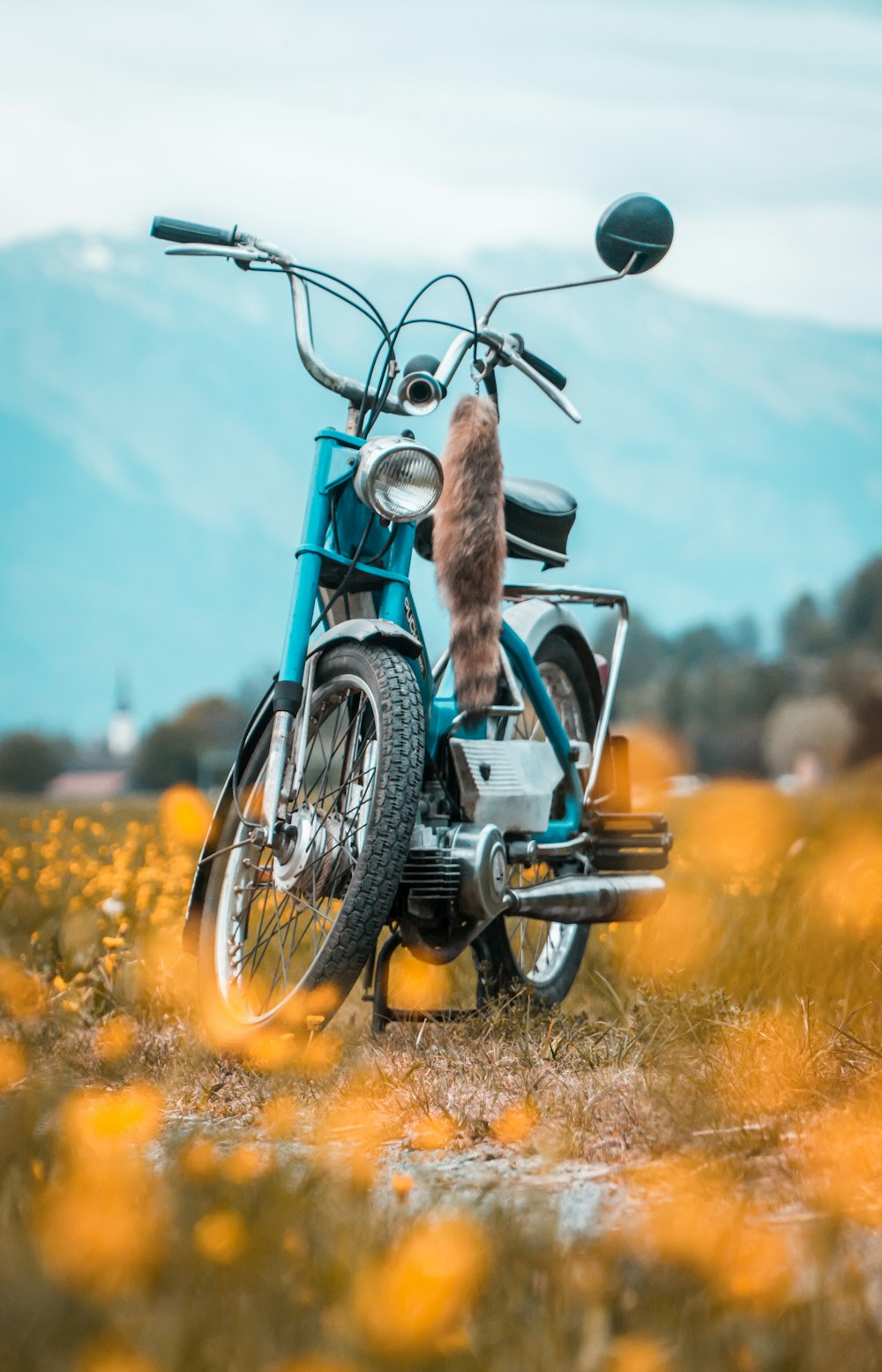 brown cat on blue motorcycle