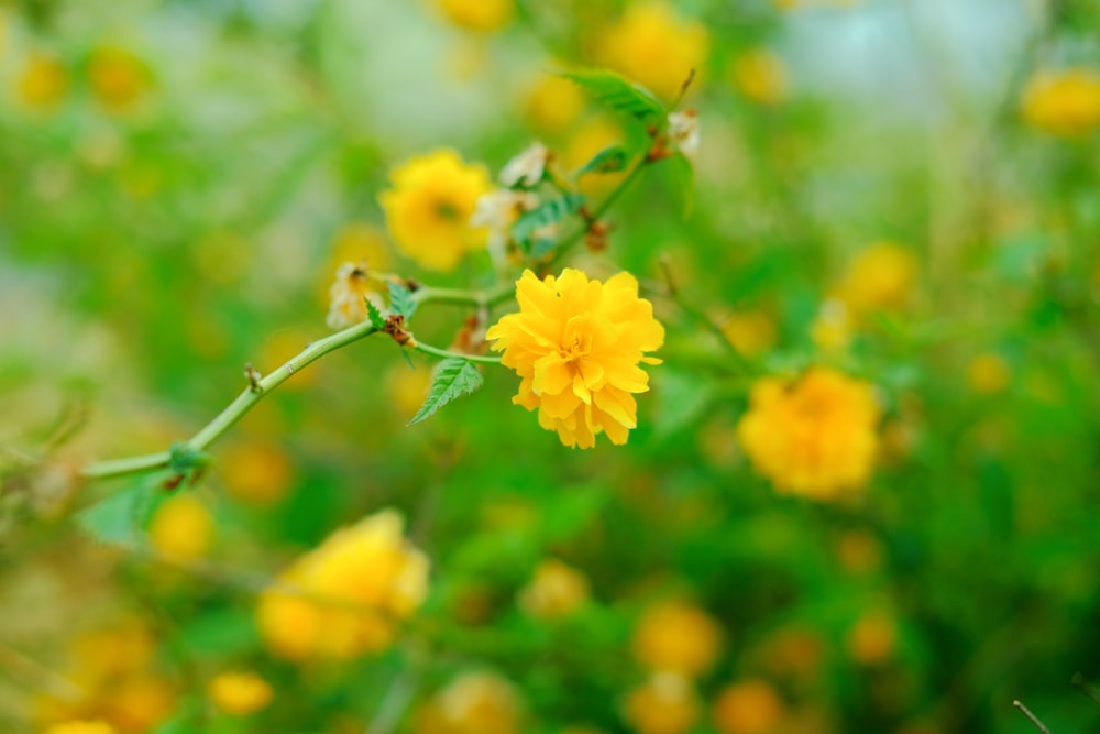 yellow flower in tilt shift lens