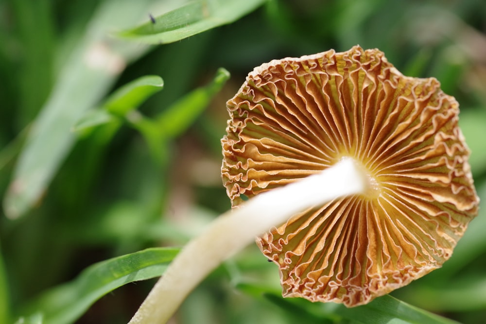 a close up of a flower with a blurry background