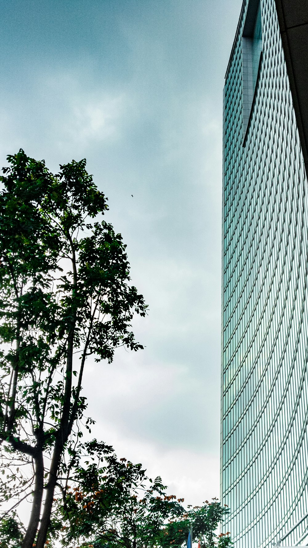 green tree near high rise building