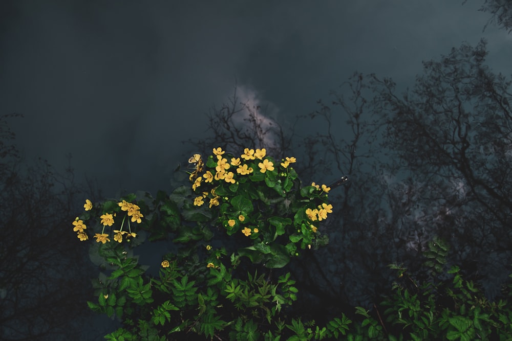 yellow flowers with green leaves