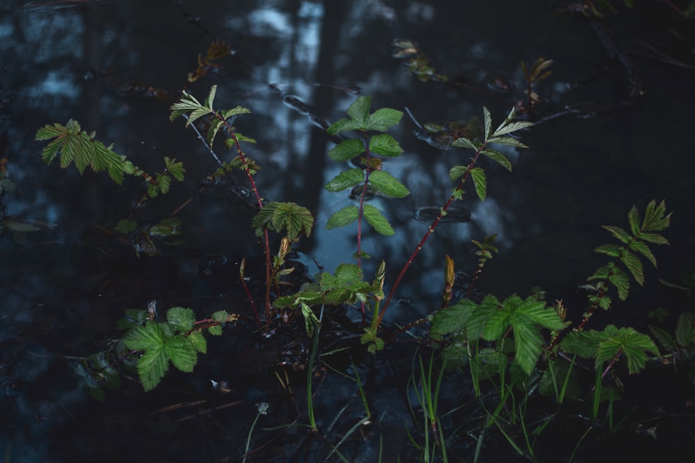 green plant in close up photography