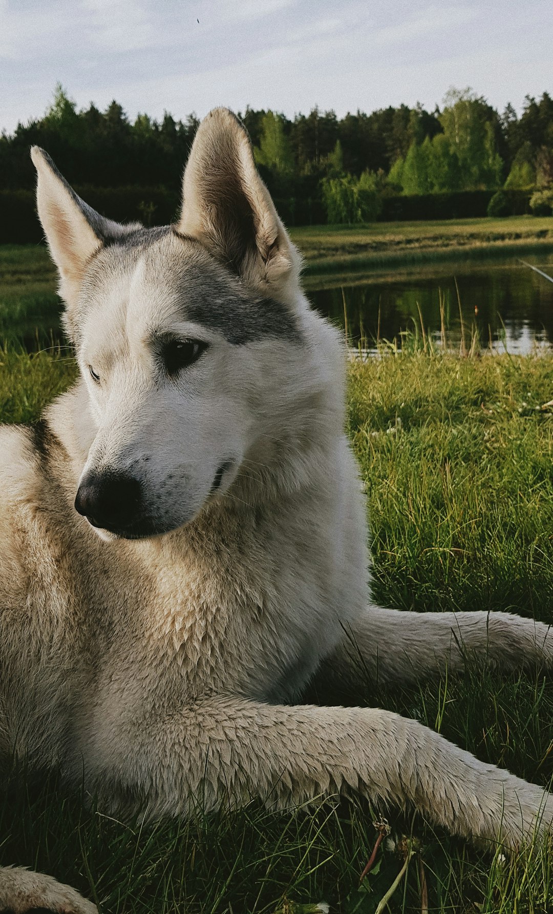 white and black siberian husky lying on green grass field during daytime