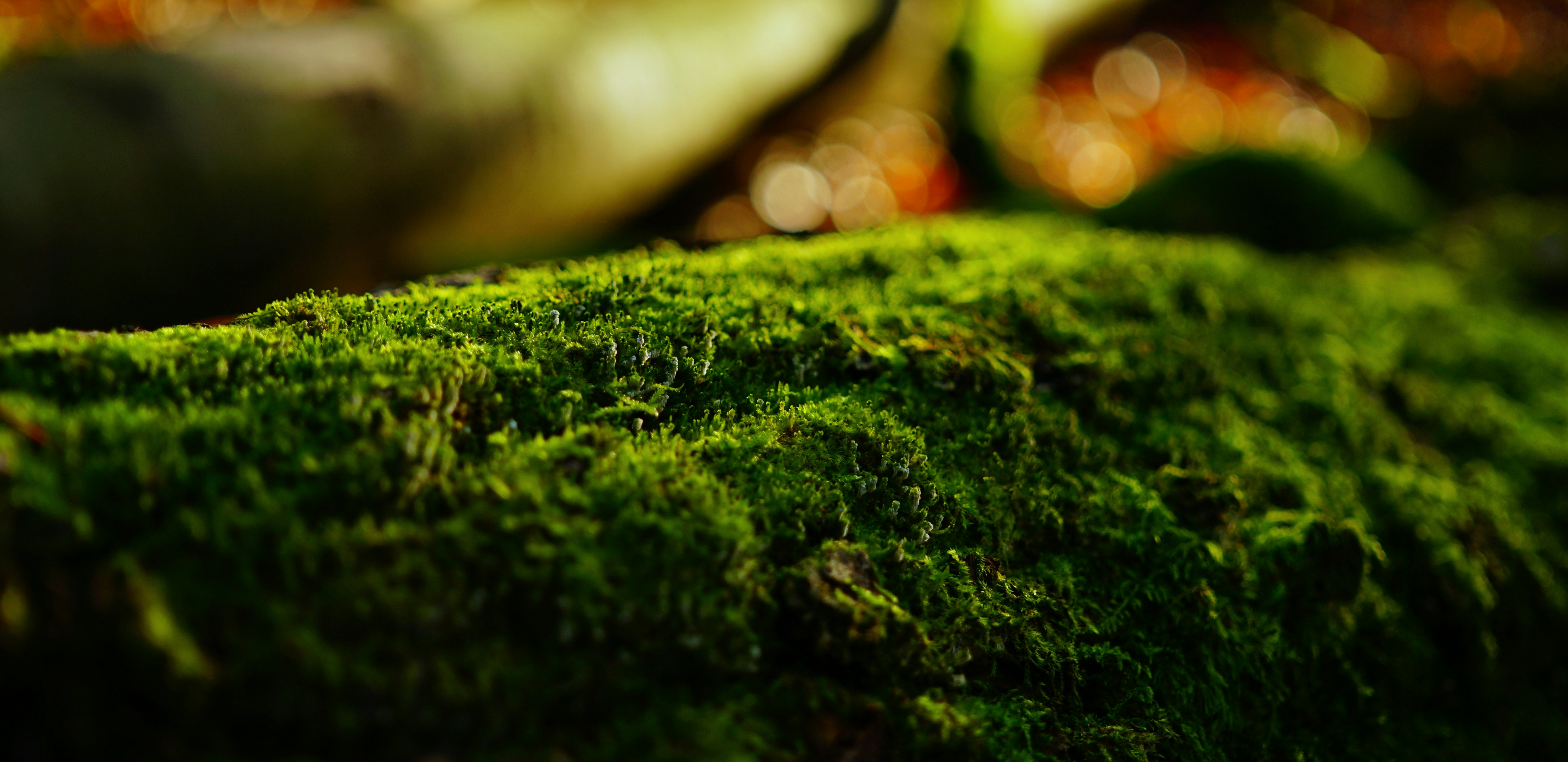 Photo by thomas_olfert