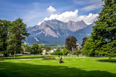 green grass field with trees and mountains in the distance