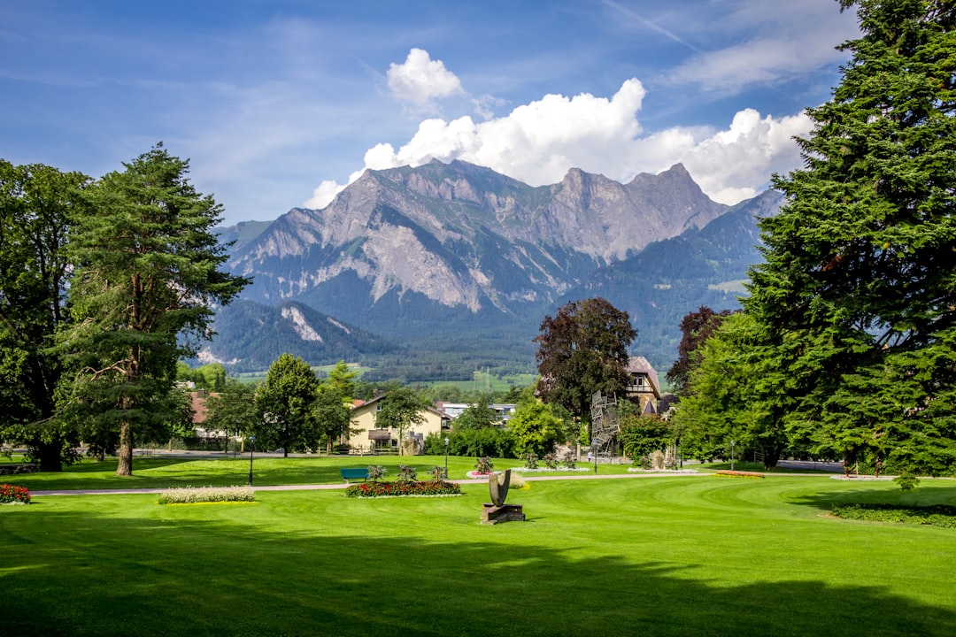 green grass field with trees and mountains in the distance