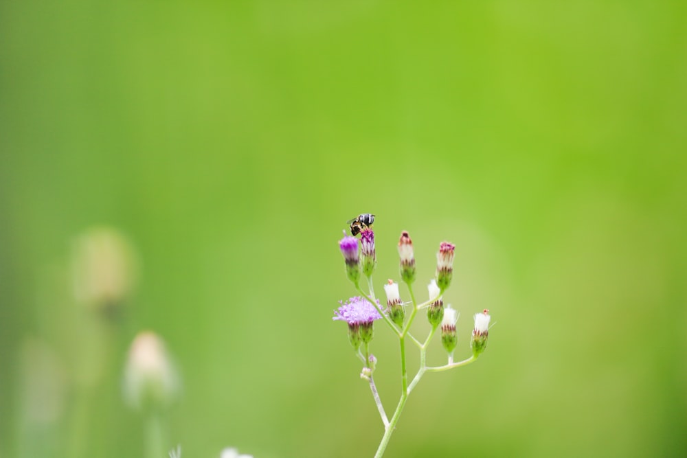 purple flower in tilt shift lens